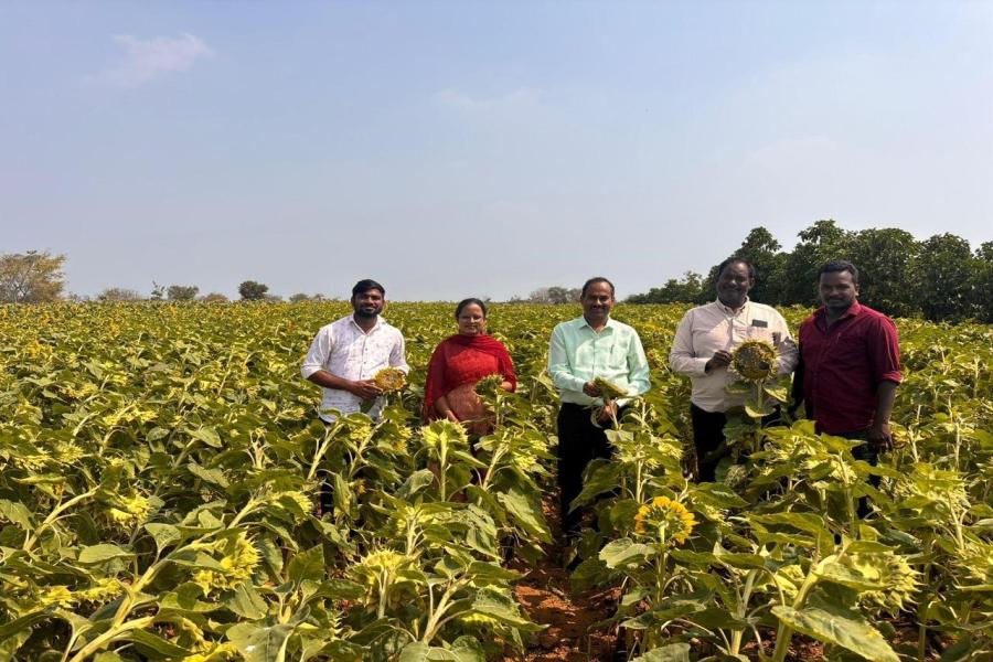 Promoting crop diversification during rabi with sunflower in place of Rabi upland paddy in Siddipet. Coupled with farm Mechanization for timely operations and overcoming labour shortages through establishment of custom hiring centres at ICAR-IIOR nurtured FPOs in Siddipet.