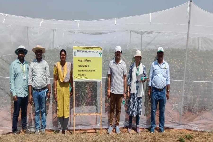 Breeder seed production of safflower varieties ISF-764, ISF-300, ISF-123-Sel-15, and ISH-402, along with sunflower parental lines ARM-243A, ARM-243B, RGP-184, and RGP-304, was monitored at Narkhoda Farm.  Officials from Telangana State Seed and Organic Certification Authority (TSSOCA), National Seeds Corporation (NSC), and Professor Jayashankar Telangana Agricultural University – ARS Tandur inspected the fields to assess crop performance, genetic purity, isolation distance, and adherence to breeder seed pro