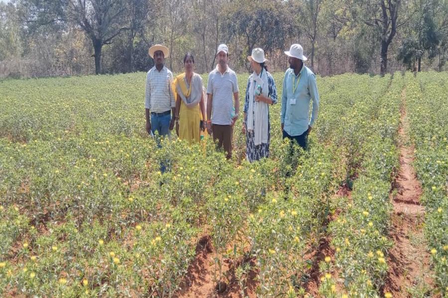 Breeder seed production of safflower varieties ISF-764, ISF-300, ISF-123-Sel-15, and ISH-402, along with sunflower parental lines ARM-243A, ARM-243B, RGP-184, and RGP-304, was monitored at Narkhoda Farm.  Officials from Telangana State Seed and Organic Certification Authority (TSSOCA), National Seeds Corporation (NSC), and Professor Jayashankar Telangana Agricultural University – ARS Tandur inspected the fields to assess crop performance, genetic purity, isolation distance, and adherence to breeder seed pro