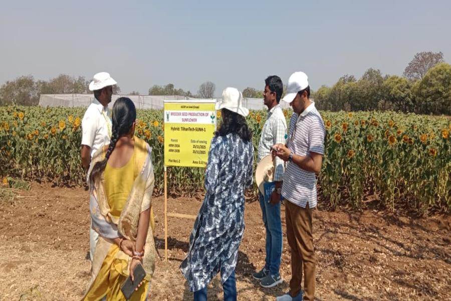 Breeder seed production of safflower varieties ISF-764, ISF-300, ISF-123-Sel-15, and ISH-402, along with sunflower parental lines ARM-243A, ARM-243B, RGP-184, and RGP-304, was monitored at Narkhoda Farm.  Officials from Telangana State Seed and Organic Certification Authority (TSSOCA), National Seeds Corporation (NSC), and Professor Jayashankar Telangana Agricultural University – ARS Tandur inspected the fields to assess crop performance, genetic purity, isolation distance, and adherence to breeder seed pro