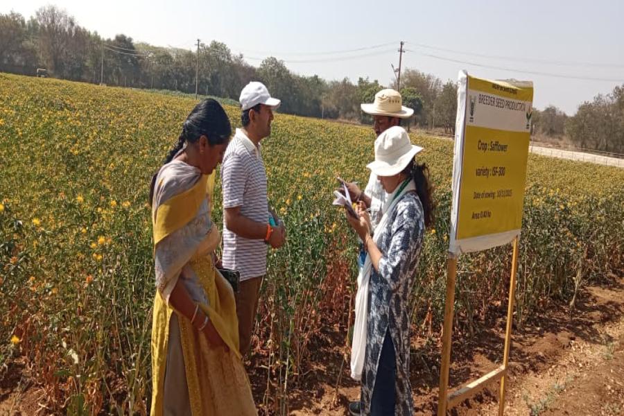 Breeder seed production of safflower varieties ISF-764, ISF-300, ISF-123-Sel-15, and ISH-402, along with sunflower parental lines ARM-243A, ARM-243B, RGP-184, and RGP-304, was monitored at Narkhoda Farm.  Officials from Telangana State Seed and Organic Certification Authority (TSSOCA), National Seeds Corporation (NSC), and Professor Jayashankar Telangana Agricultural University – ARS Tandur inspected the fields to assess crop performance, genetic purity, isolation distance, and adherence to breeder seed pro