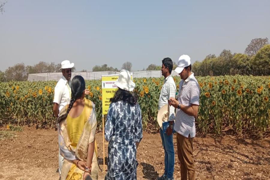 Breeder seed production of safflower varieties ISF-764, ISF-300, ISF-123-Sel-15, and ISH-402, along with sunflower parental lines ARM-243A, ARM-243B, RGP-184, and RGP-304, was monitored at Narkhoda Farm.  Officials from Telangana State Seed and Organic Certification Authority (TSSOCA), National Seeds Corporation (NSC), and Professor Jayashankar Telangana Agricultural University – ARS Tandur inspected the fields to assess crop performance, genetic purity, isolation distance, and adherence to breeder seed pro
