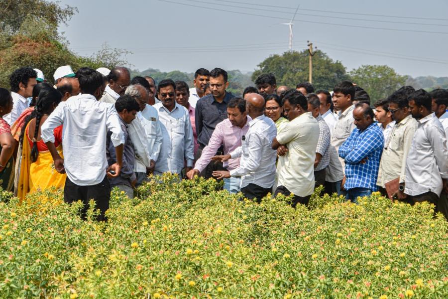 Safflower Field Day on 25th February 2026 at Mariyapur, Vikarabad