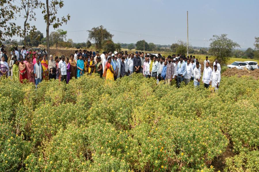 Safflower Field Day on 25th February 2026 at Mariyapur, Vikarabad