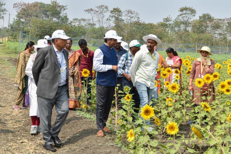 ICRISAT DG Visit to IIOR Fields at ICRISAT Farm