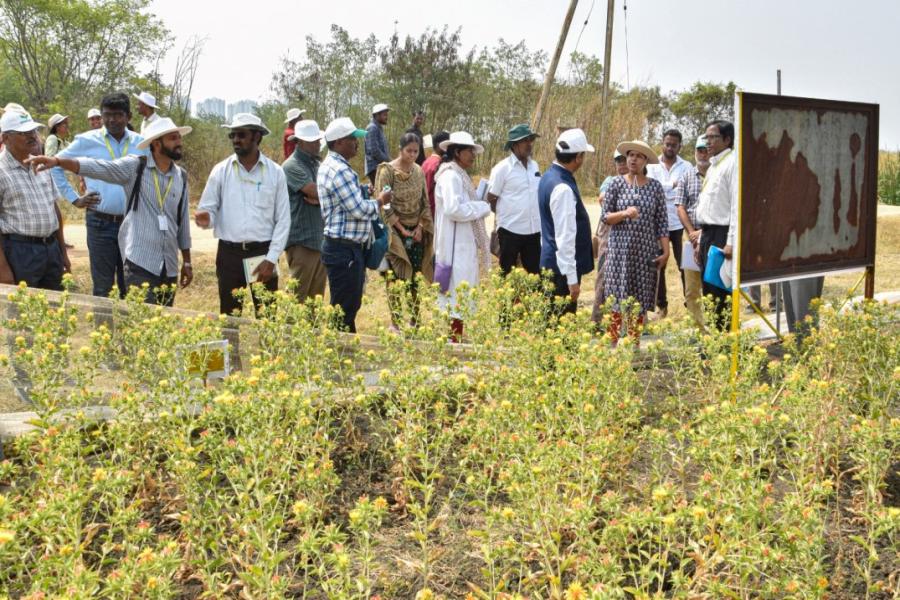 ICRISAT DG Visit to IIOR Fields at ICRISAT Farm