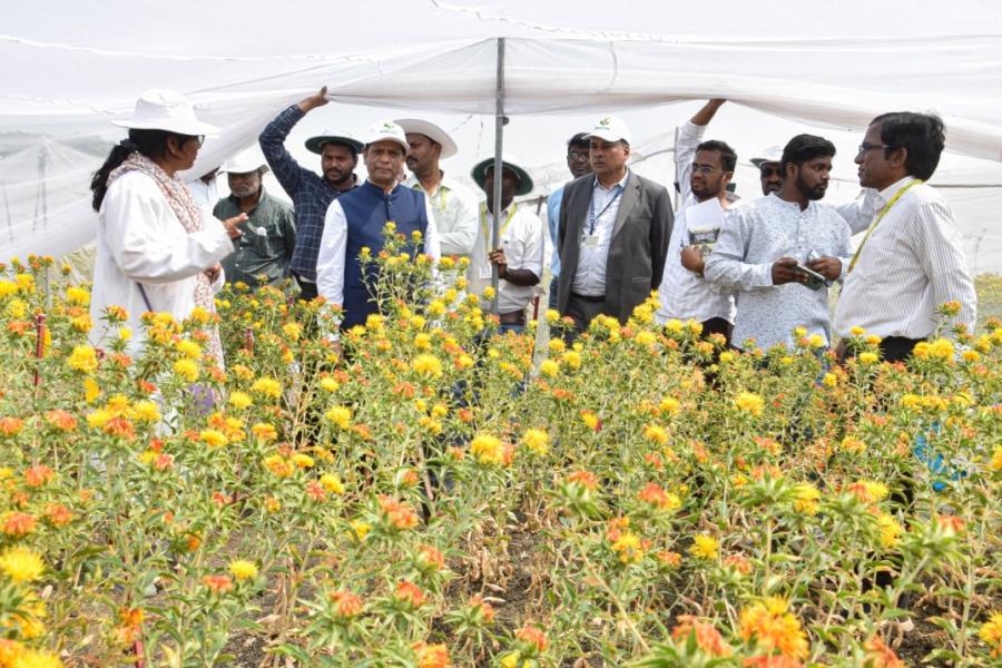 ICRISAT DG Visit to IIOR Fields at ICRISAT Farm