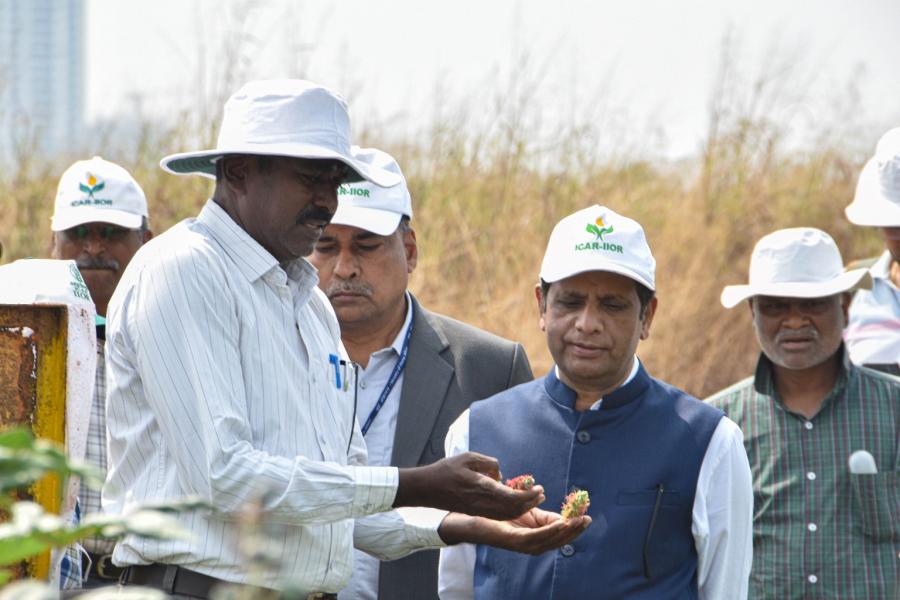ICRISAT DG Visit to IIOR Fields at ICRISAT Farm